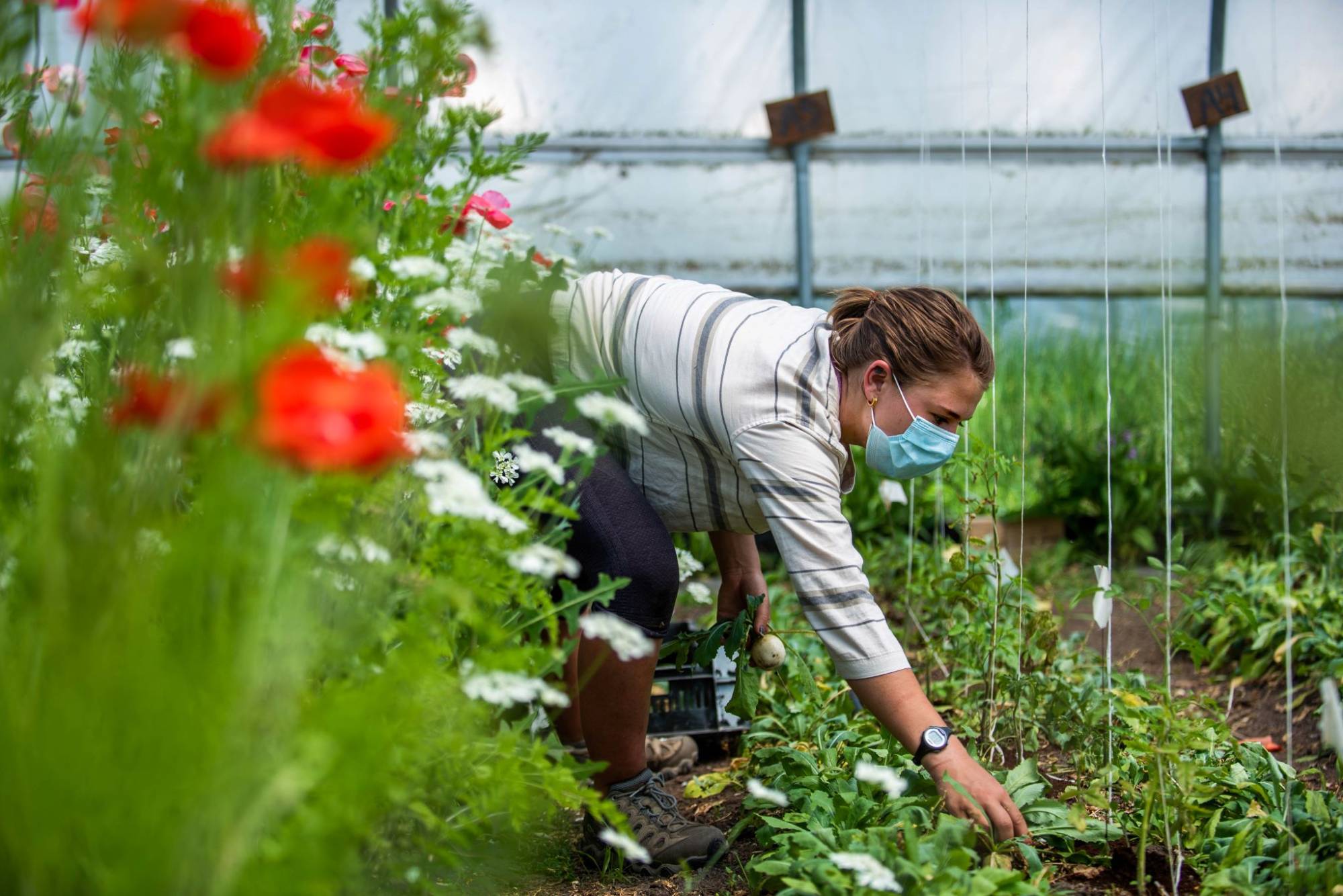 Interim Farm Manager Margaux Sellnau works in a hoop house while wearing at mask at the Sustainable Agriculture Project